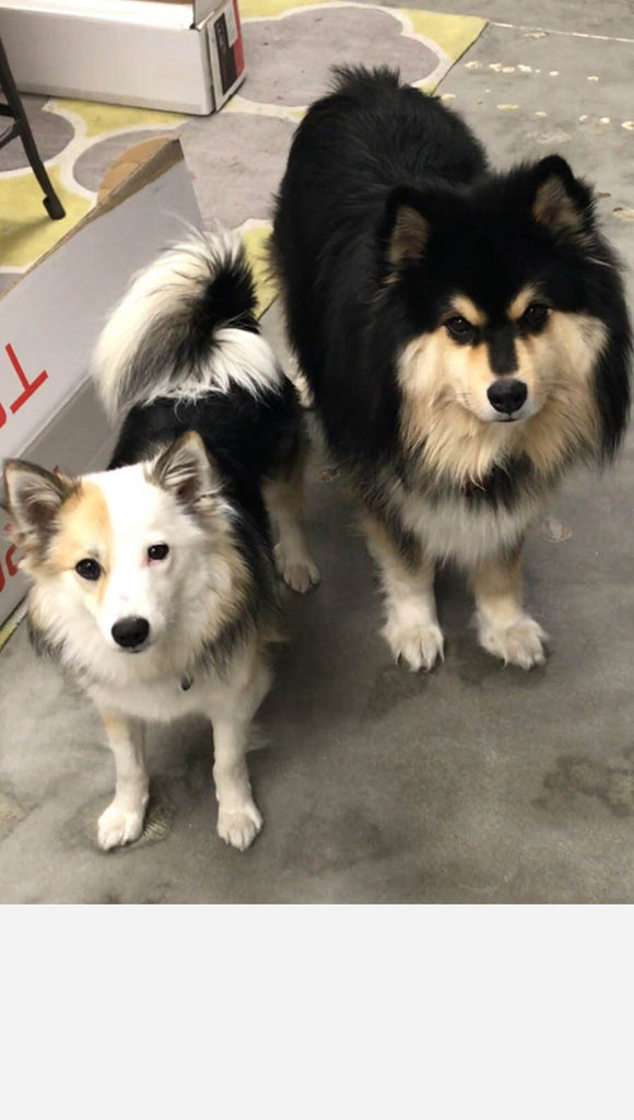 view of 2 company mascot dogs